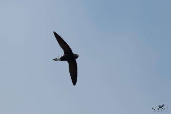Swifts (Apodidae)