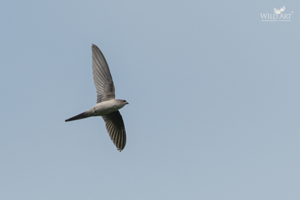 Swifts (Apodidae)