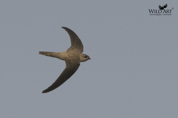 Swifts (Apodidae)