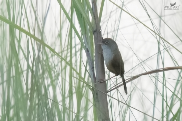Sylviid Babblers (Sylviidae)