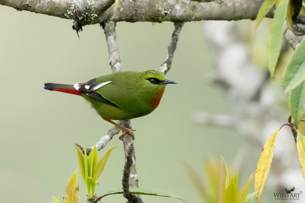 Sylviid Babblers (Sylviidae)