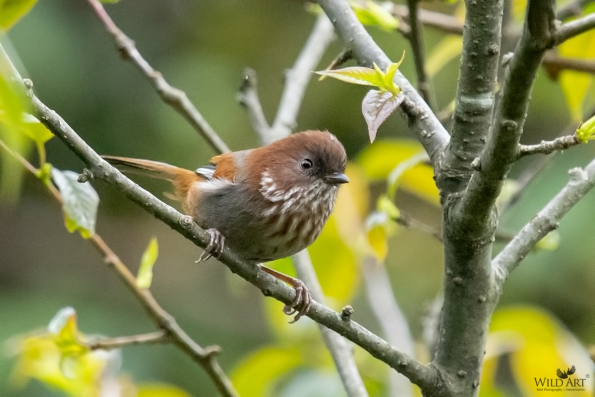 Sylviid Babblers (Sylviidae)