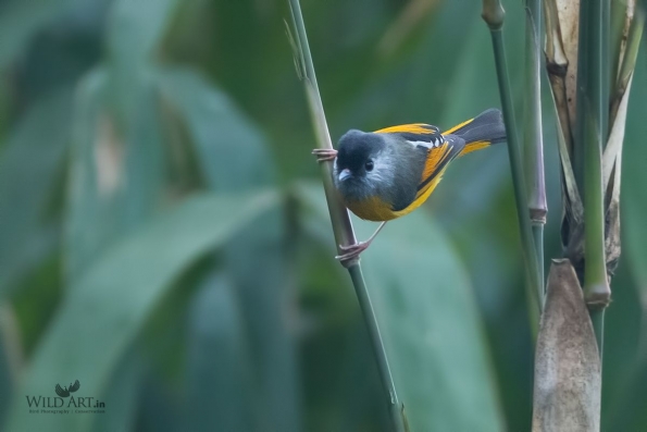 Sylviid Babblers (Sylviidae)