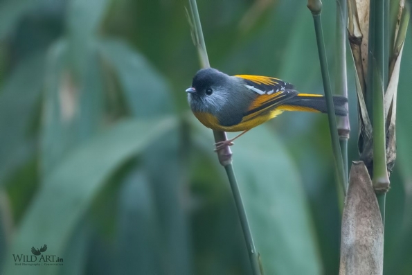 Sylviid Babblers (Sylviidae)