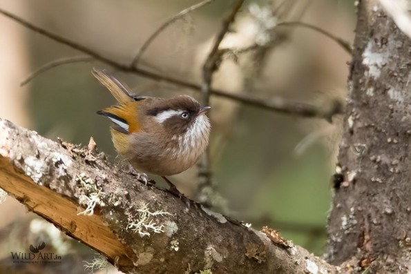 Sylviid Babblers (Sylviidae)