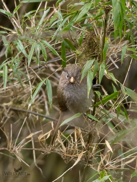 Sylviid Babblers (Sylviidae)