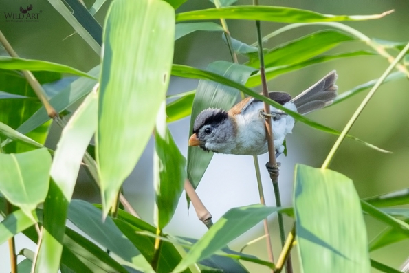 Sylviid Babblers (Sylviidae)