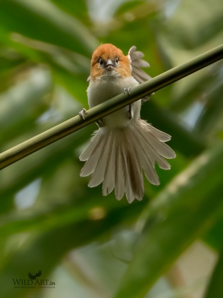 Sylviid Babblers (Sylviidae)