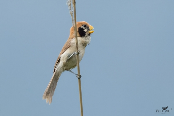 Sylviid Babblers (Sylviidae)