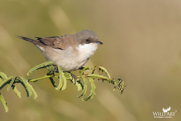 Sylviid Babblers (Sylviidae)