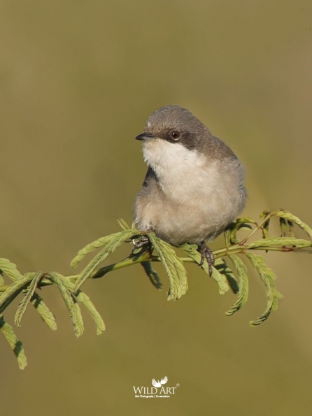 Sylviid Babblers (Sylviidae)