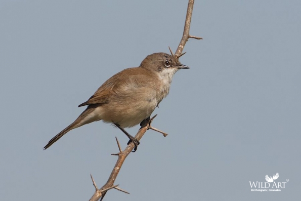 Sylviid Babblers (Sylviidae)
