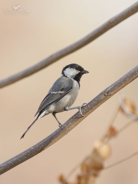 Tits (Paridae)