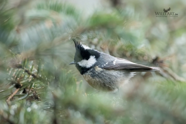 Tits (Paridae)