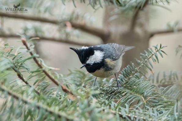 Tits (Paridae)