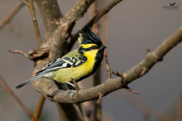 Tits (Paridae)