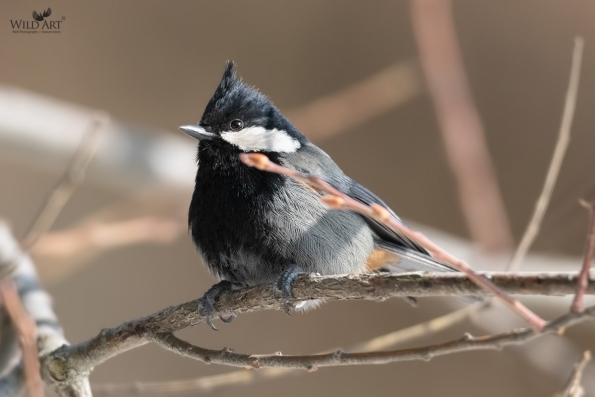 Tits (Paridae)