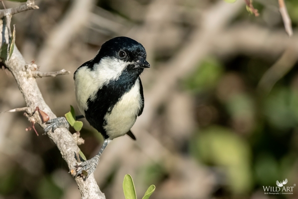 Tits (Paridae)