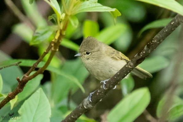 Tits (Paridae)