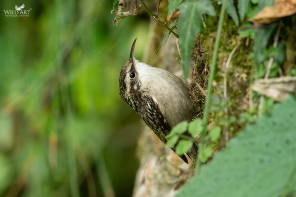Treecreepers (Certhiidae)