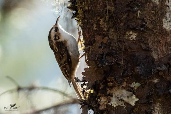 Treecreepers (Certhiidae)