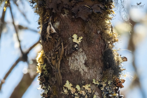 Treecreepers (Certhiidae)
