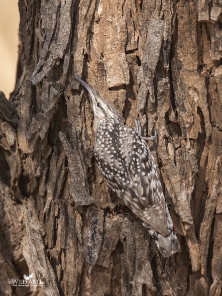 Treecreepers (Certhiidae)