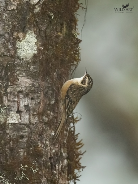 Treecreepers (Certhiidae)