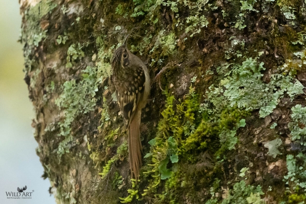 Treecreepers (Certhiidae)