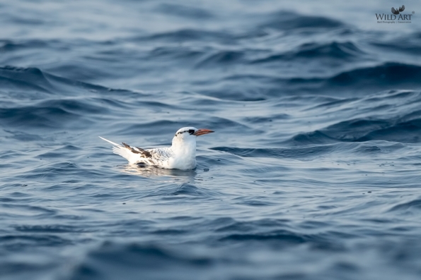 Tropicbirds (Phaethontidae)