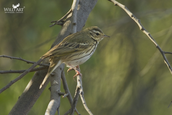 Wagtails, Pipits (Motacillidae)