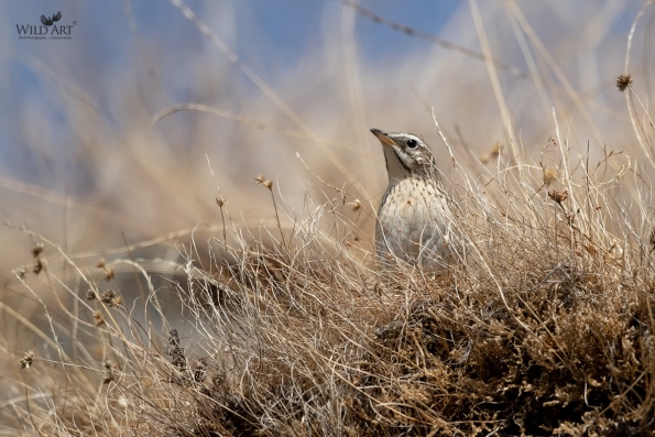Wagtails, Pipits (Motacillidae)