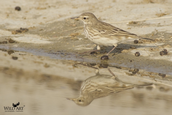Wagtails, Pipits (Motacillidae)
