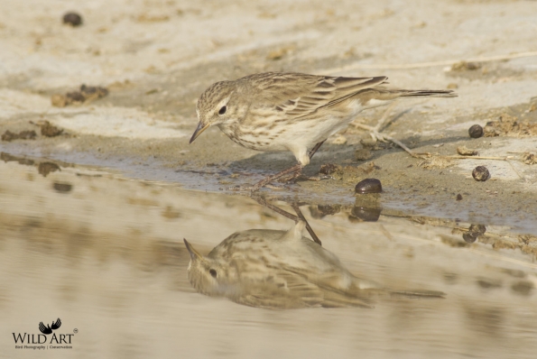 Wagtails, Pipits (Motacillidae)