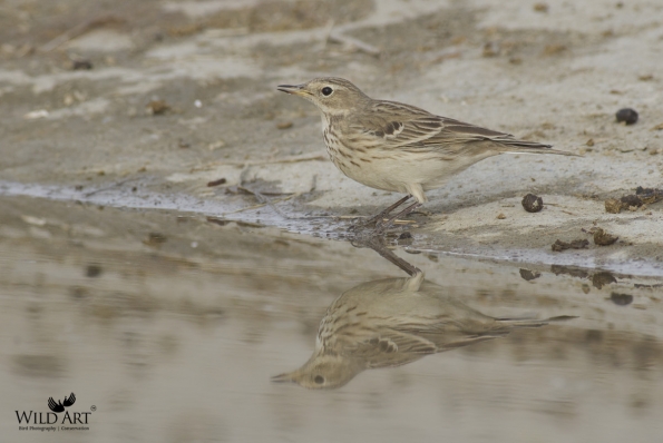 Wagtails, Pipits (Motacillidae)