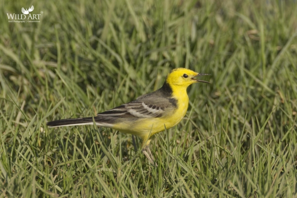 Wagtails, Pipits (Motacillidae)