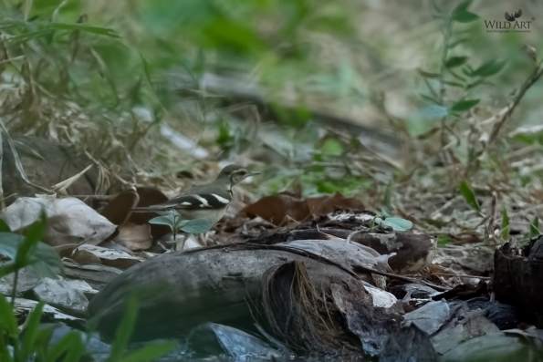 Wagtails, Pipits (Motacillidae)