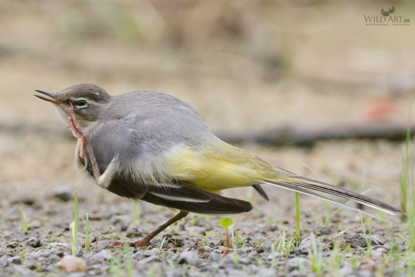 Wagtails, Pipits (Motacillidae)