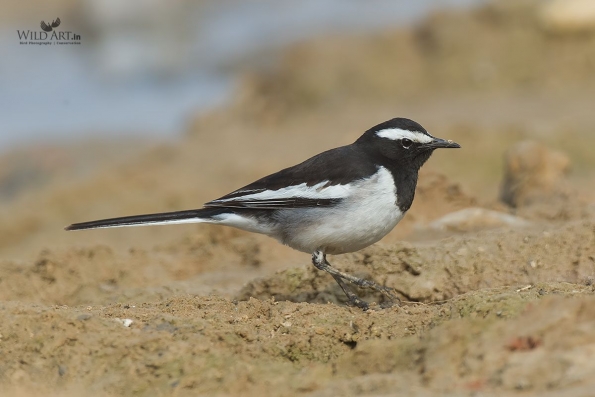 Wagtails, Pipits (Motacillidae)
