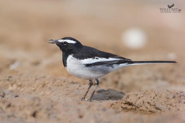 Wagtails, Pipits (Motacillidae)