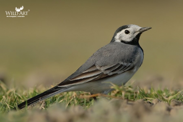 Wagtails, Pipits (Motacillidae)