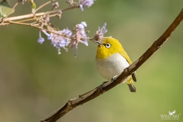 White-eyes (Zosteropidae)