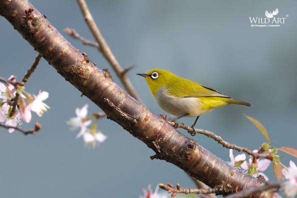 White-eyes (Zosteropidae)