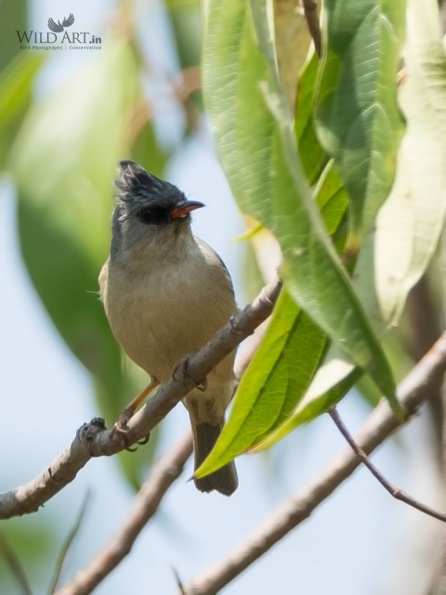 White-eyes (Zosteropidae)