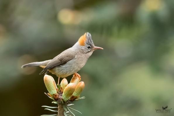 White-eyes (Zosteropidae)