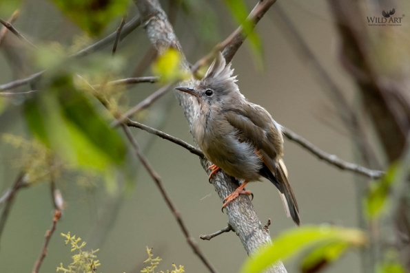 White-eyes (Zosteropidae)