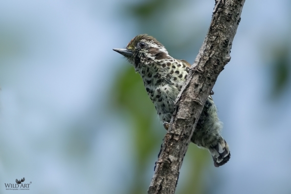 Woodpeckers (Picidae)