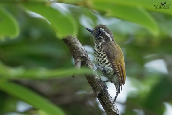Woodpeckers (Picidae)