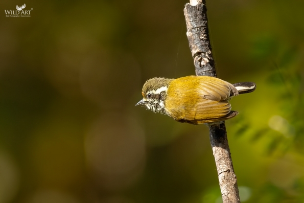 Woodpeckers (Picidae)