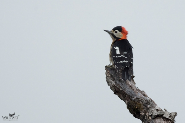 Woodpeckers (Picidae)